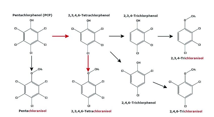 IMB_KITTING24_Chloranisole_korrBaB